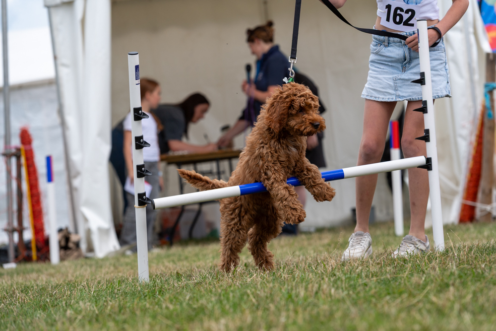 Fun Dog Show