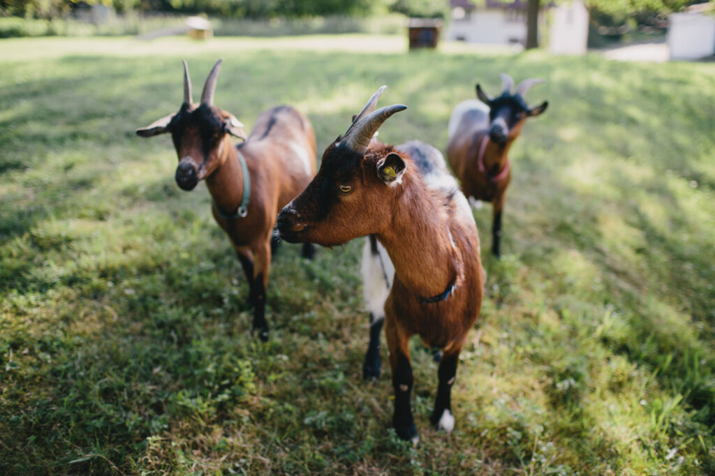 Goats