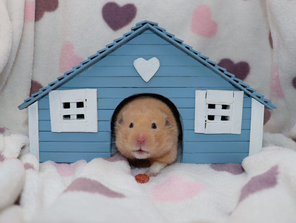 Hamsters