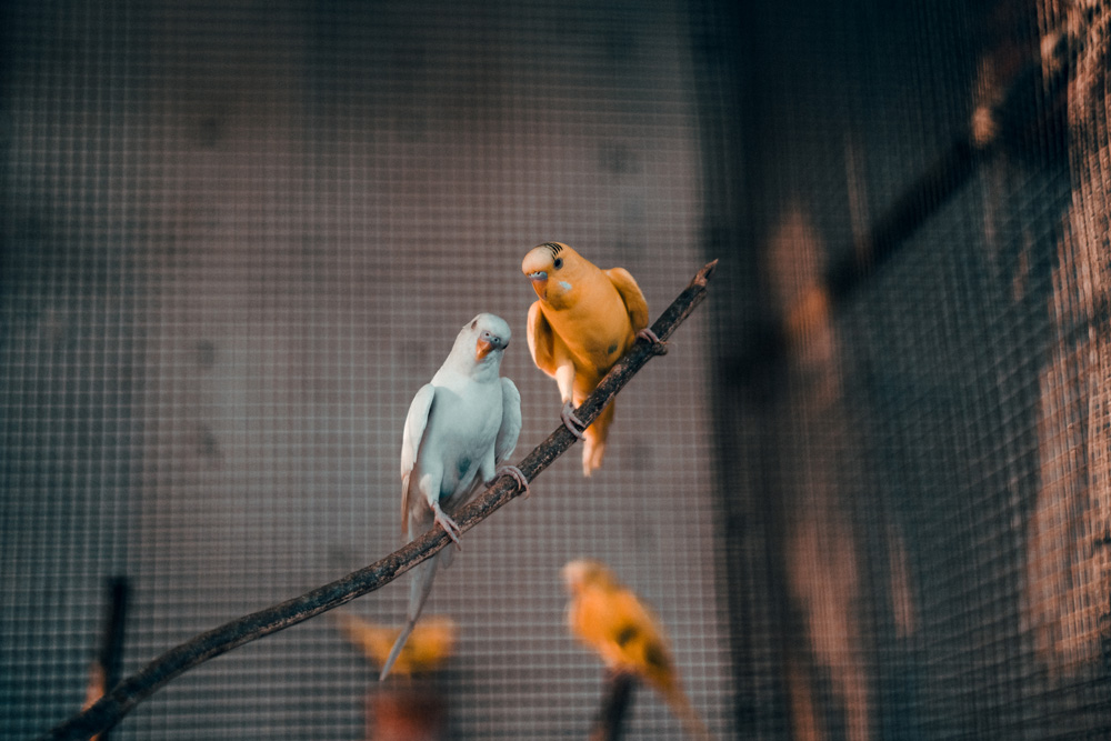 Cage Birds